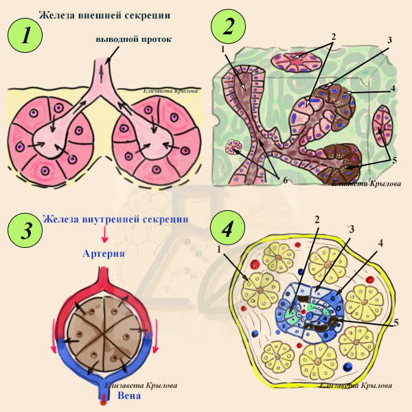 Строение желез внешней и внутренней секреции Железы внешней и внутренней секреции