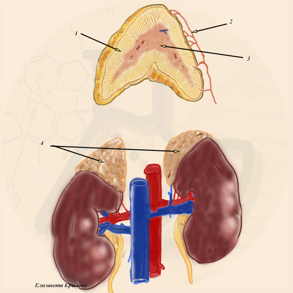 Надпочечники Надпочечники