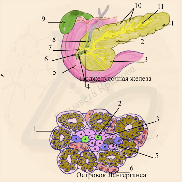 Общий план строения поджелудочной железы и островков Лангерганса Строение поджелудочной железы и структура островков Лангерганса