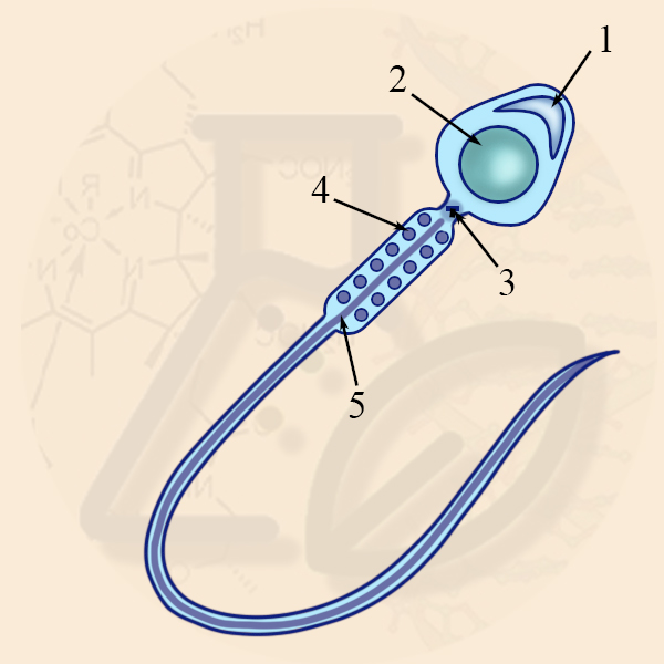 Акросома, митохондрии, ядро сперматозоида Органоиды сперматозоида