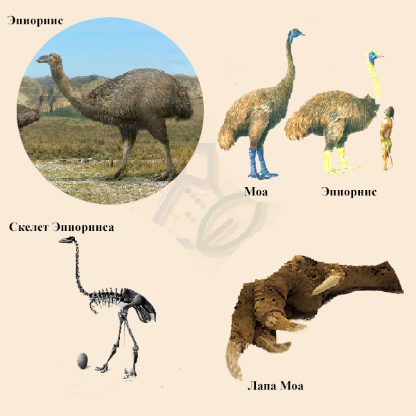 Эпиорнисообразные и Моаобразные птицы Эпиорнисообразные и Моаобразные птицы
