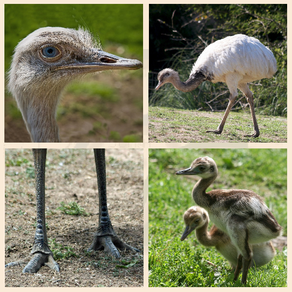 Отряд Нандуобразные Нанду – совсем не страус