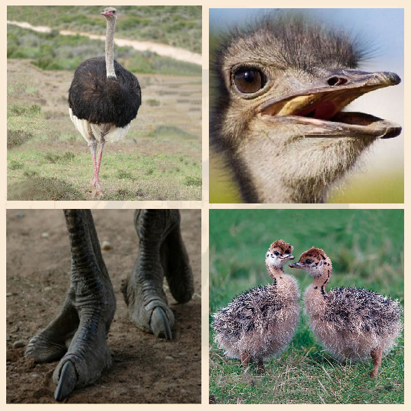 Отряд страусообразные Страусы – крупнейшие нелетающие птицы