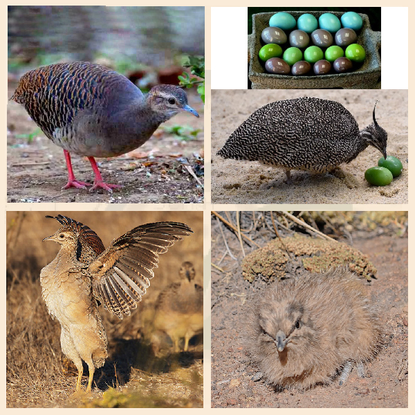 Отряд Тинамуобразные Отряд Тинамуобразные