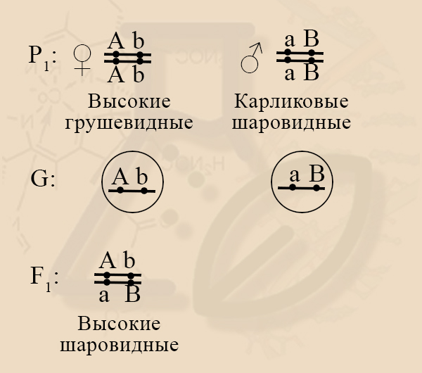 Скрещивание двух чистых линий Даже если гены сцеплены, при скрещивании двух чистых линий мы наблюдаем закон единообразия