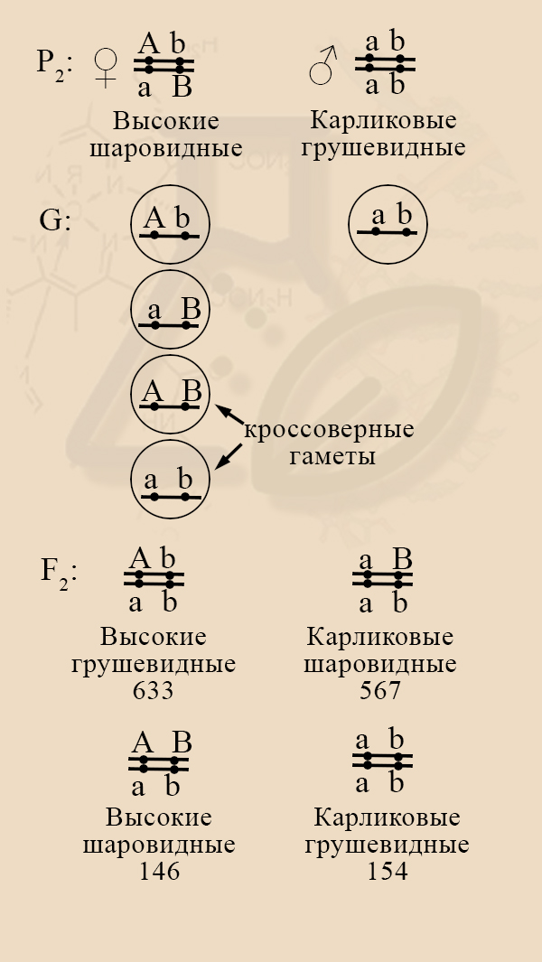 Задача со сцепленным доминантным и рецессивным геном Когда кроссинговер дает гаметы AB и ab?