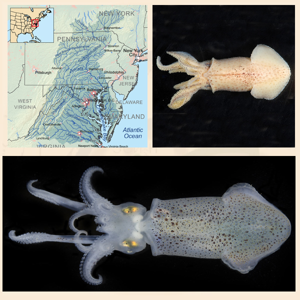 Lolliguncula_brevis - кальмар, способный выживать в среде с низкой концентрацией соли Lolliguncula_brevis - обитатель Чесапикского залива