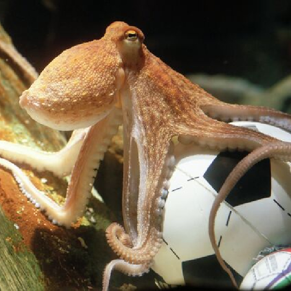 Осьминог Пауль, предсказавший верно 12 из 14 результатов футбольных матчей Осьминоги обладают даром предвидения?