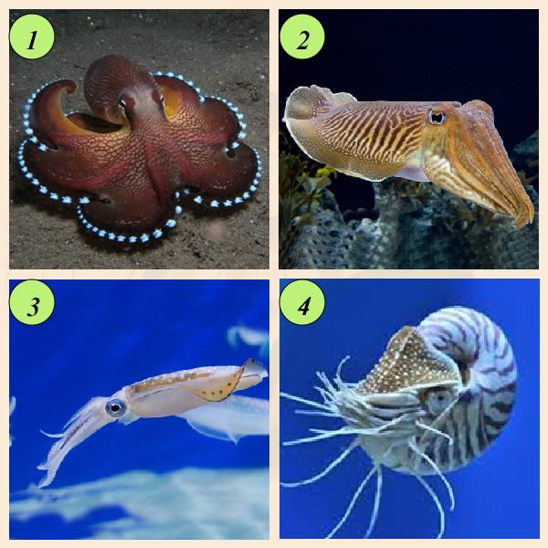 Представители класса головоногих моллюсков Представители класса головоногих моллюсков