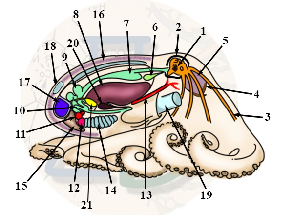 Внутреннее строение головоногих моллюсков Внутреннее строение головоногих моллюсков