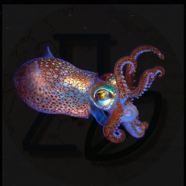 Поверхность тела головоногих – сплошной глаз, благодаря зрительным клеткам кожи Зрительные клетки головоногих моллюсков