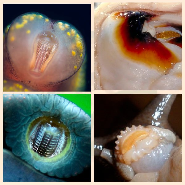 Радула на заданиях ЕГЭ Радула моллюсков - значение