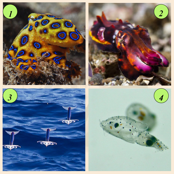 Разнообразие головоногих моллюсков Представители головоногих моллюсков