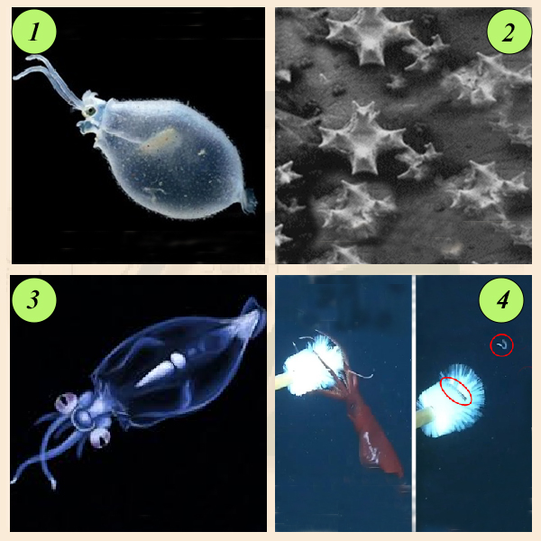 Разнообразие головоногих моллюсков Разнообразие головоногих моллюсков
