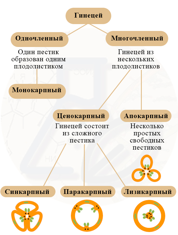 Классификация гинецеев Виды гинецеев