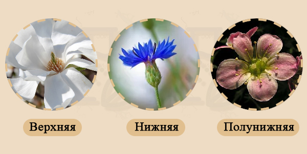 Верхняя, нижняя и полунижняя завязь Фотографии верхней, нижней и полунижней завязи