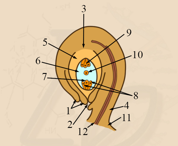 Строение семязачатка Семязачаток покрытосеменных