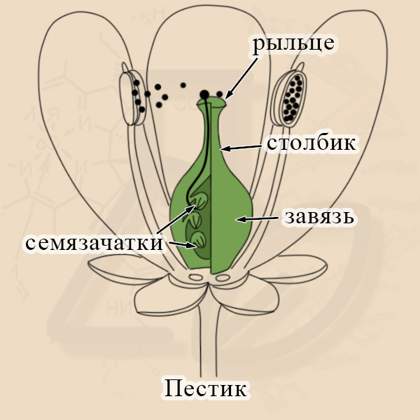 Строение пестика Рыльце, столбик, завязь пестика