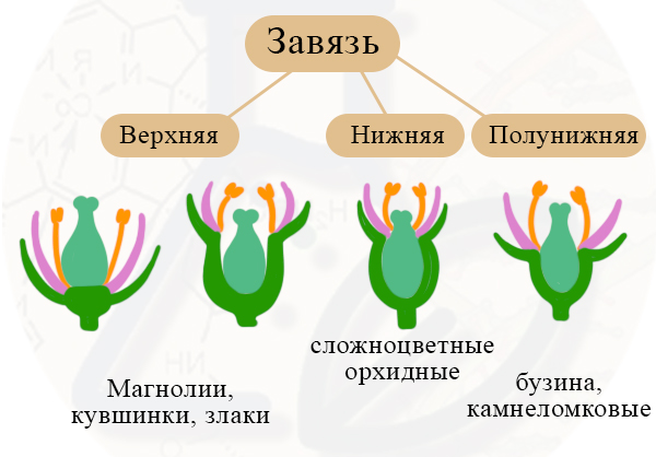 Верхняя завязь, нижняя завязь, полунижняя завязь Виды завязи