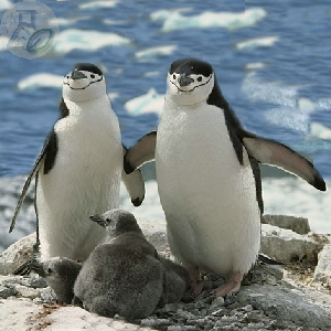 Антарктический пингвин Антарктический пингвин