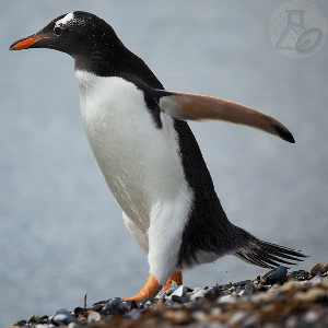 Папуанский пингвин – самый быстрый среди всех пингвинов. Папуанский пингвин