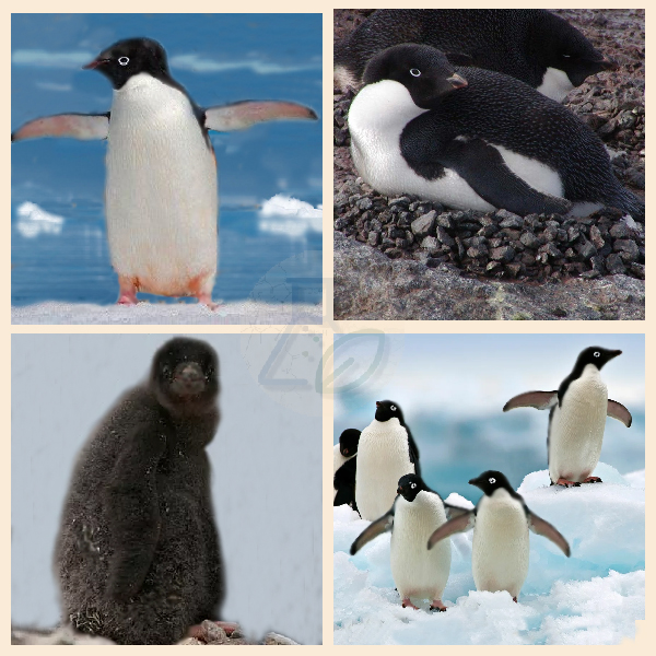 Пингвины Адели Пингвины Адели