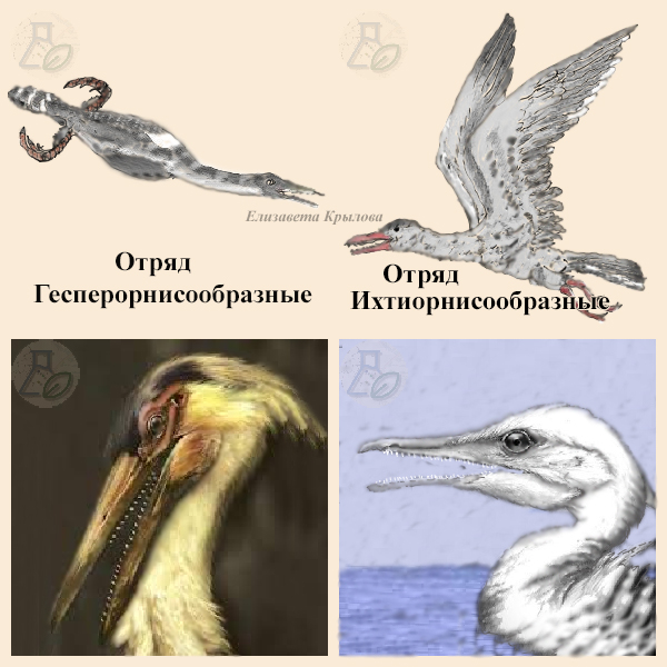 Надотряд Зубастые птицы Надотряд Зубастые птицы