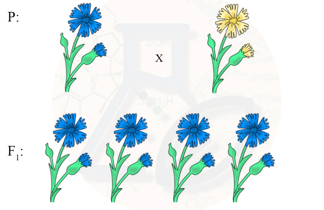 Закон единообразия первого поколения Закон доминирования, первый закон Менделя