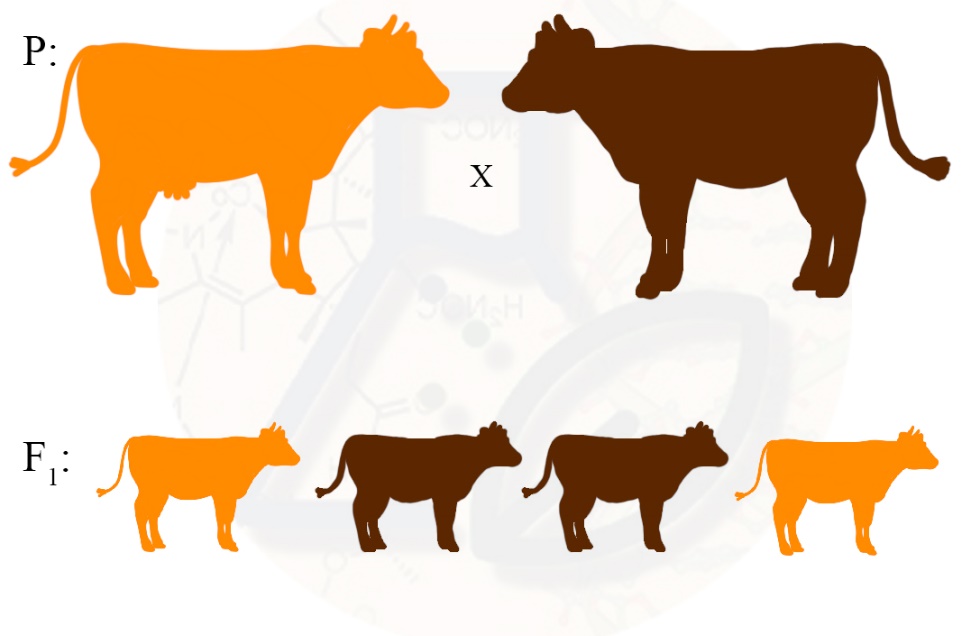 Задача на закон расщепения Задача на второй закон Г. Менделя