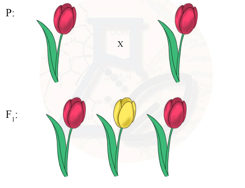 Комбинативная изменчивость Появление новых признаков при комбинативной изменчивости