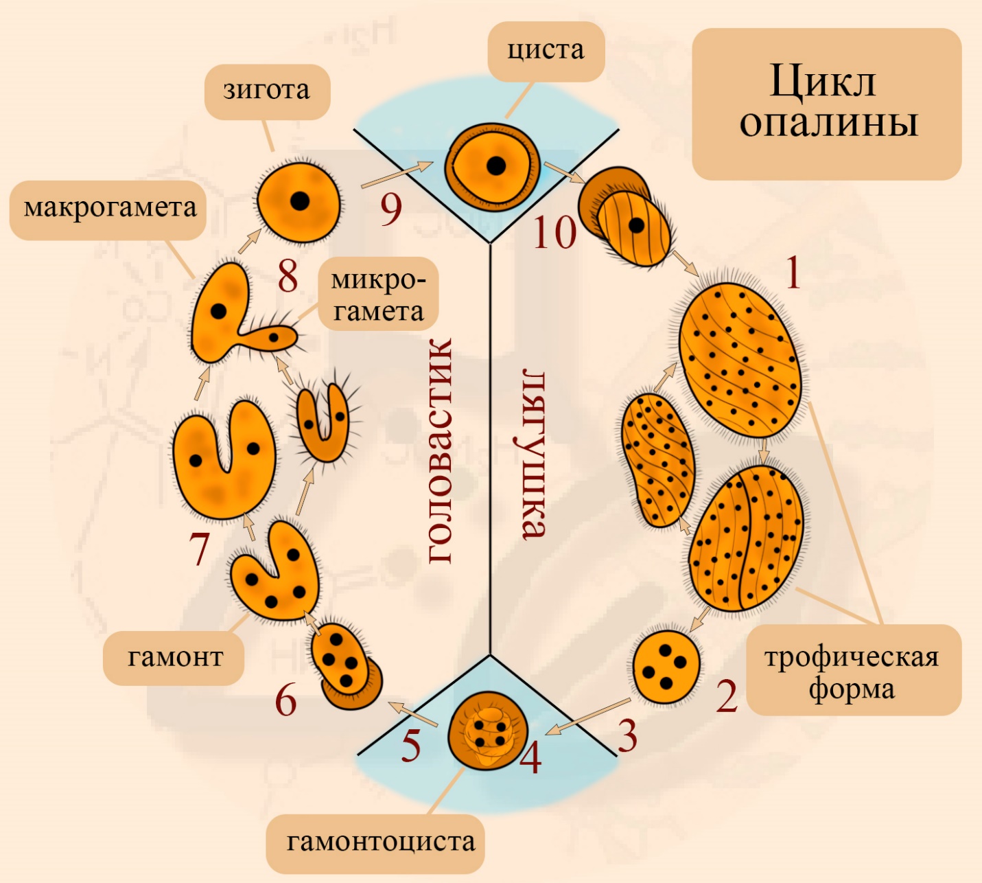 Жизненный цикл опалины лягушачьей Цикл опалины