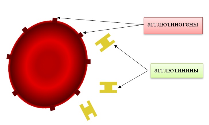 Агглютиногены и агглютинины Агглютиногены и агглютинины