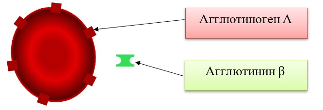 Вторая группа крови Вторая группа крови