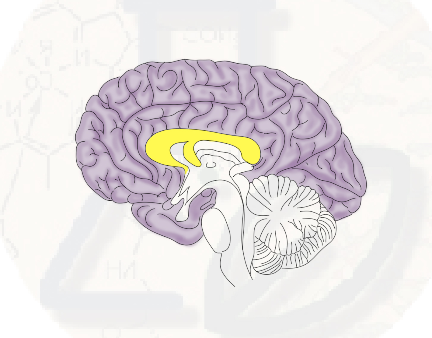 Большие полушария Конечный мозг