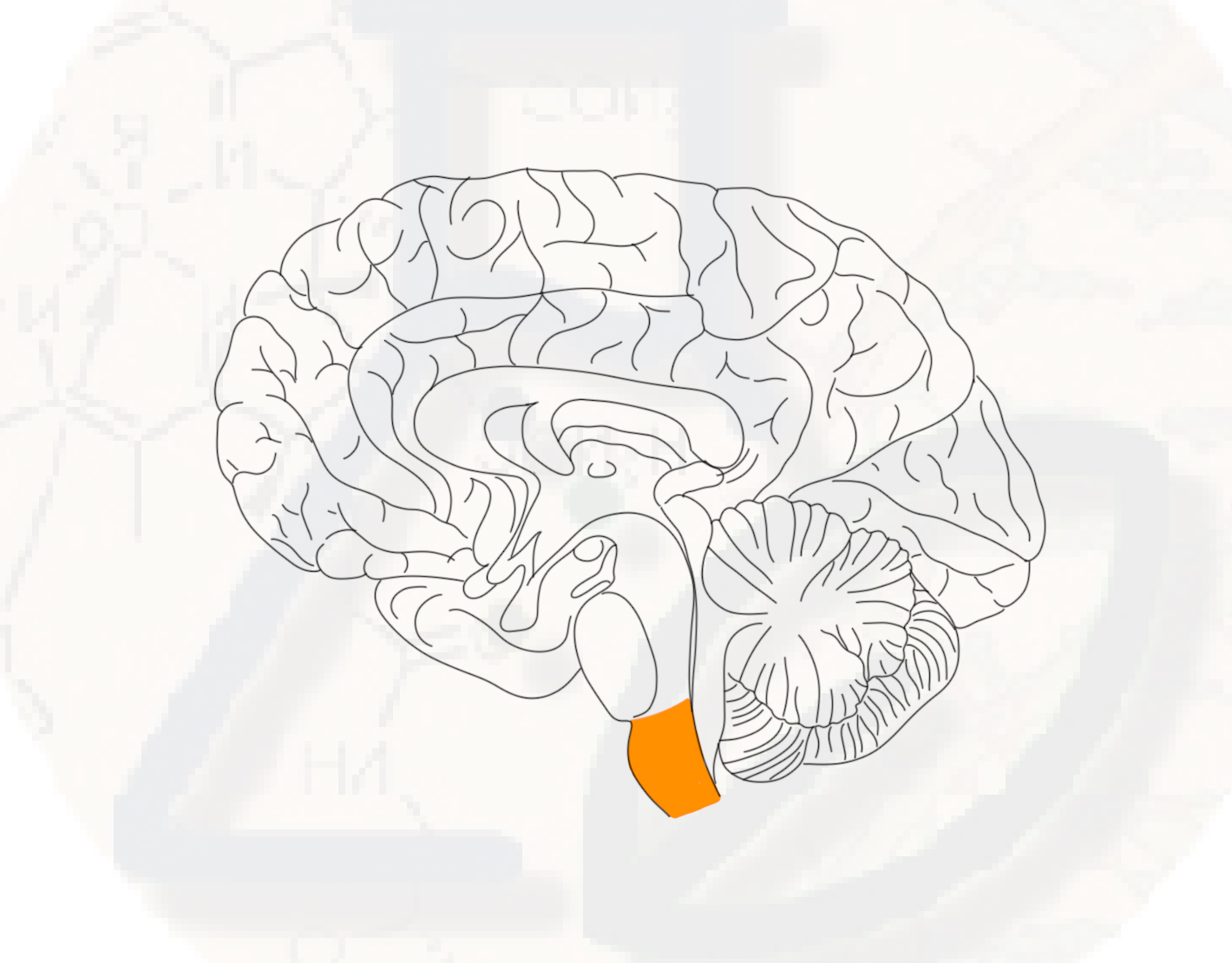 Продолговатый мозг Функции продолговатого мозга