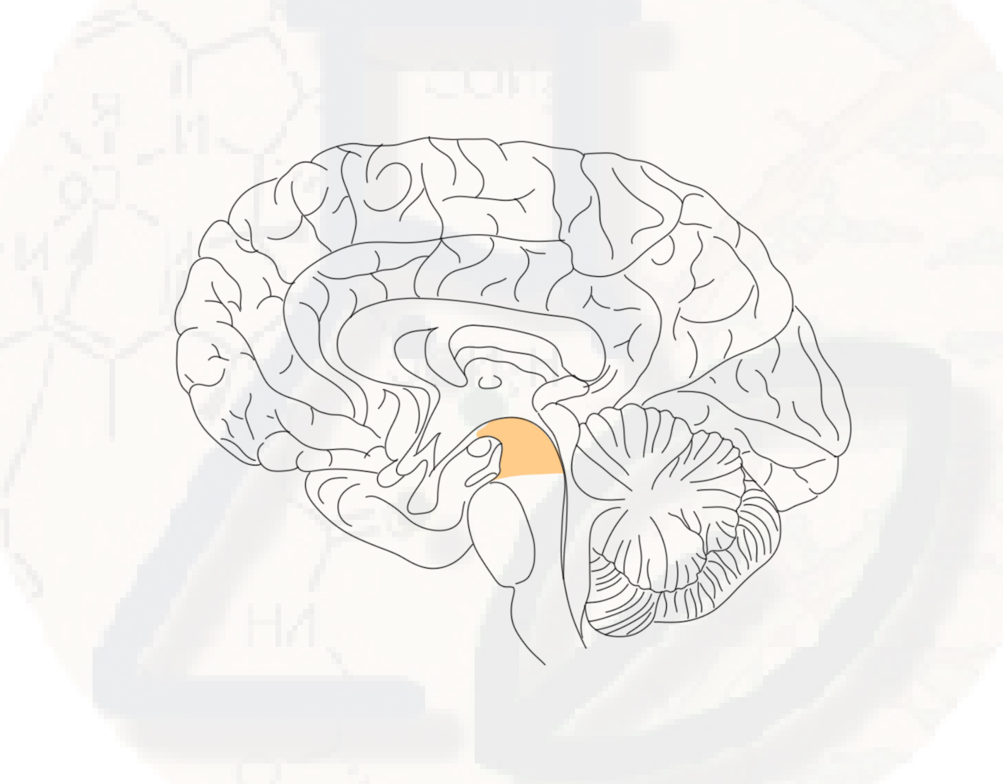 Средний мозг Функции среднего мозга