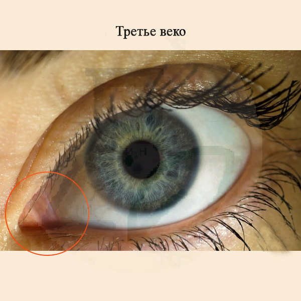 Третье веко Третье веко