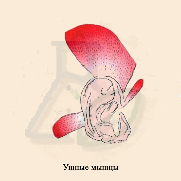 Ушные мышцы Ушные мышцы