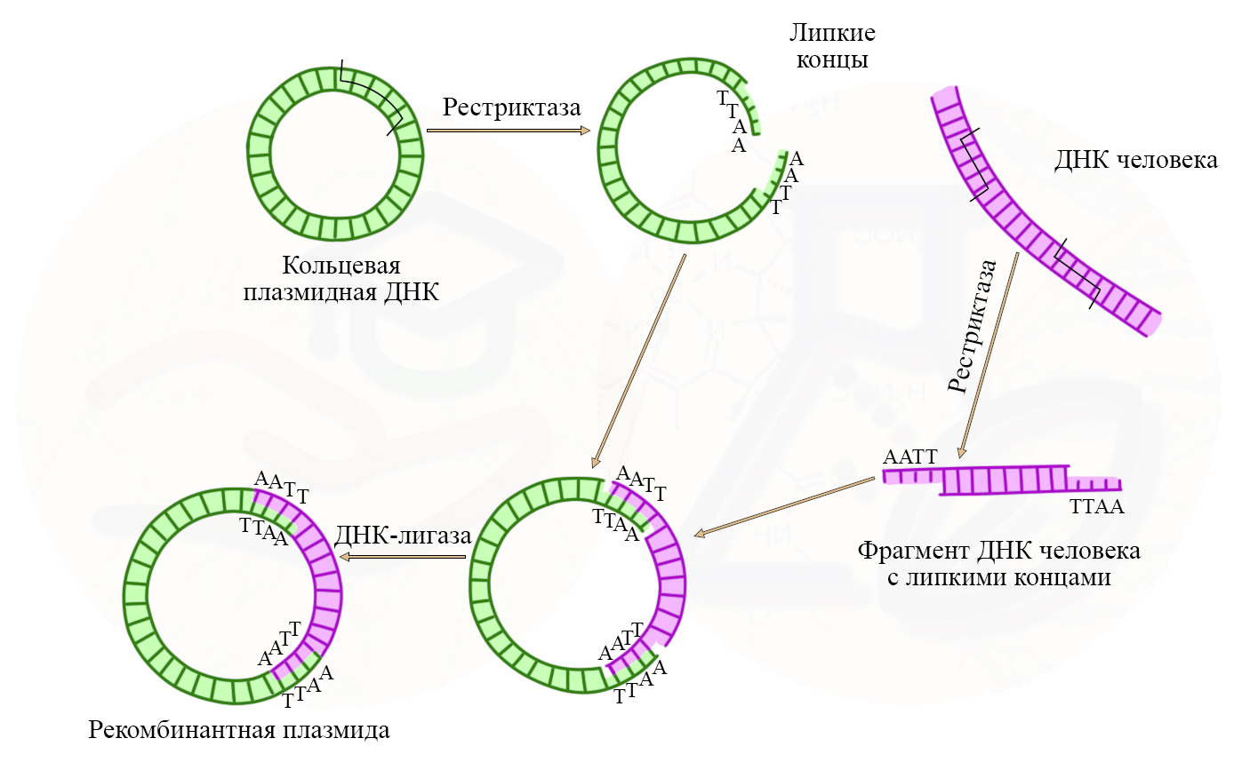 Метод рекомбинантной плазмиды Встраивание ДНК человека в ДНК бактерии