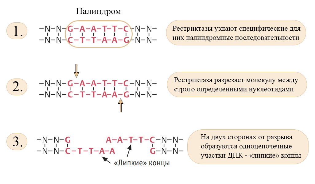 Разрезание ДНК с помощью рестриктазы Формирование липких концов на ДНК