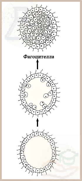 Образование фагоцителлы Образование фагоцителлы