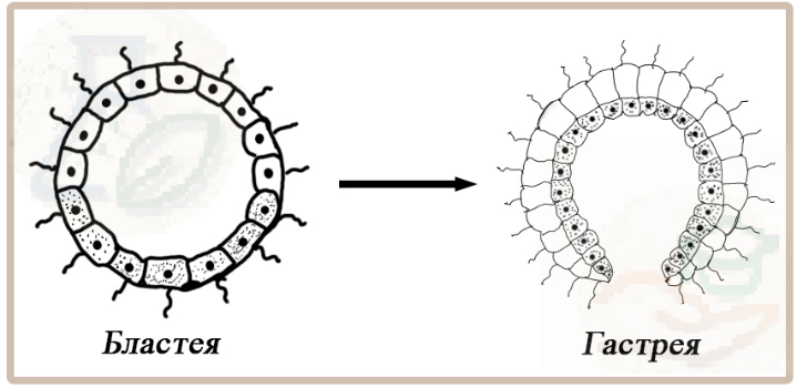 Образование гастрейи Возникновение двуслойных организмов