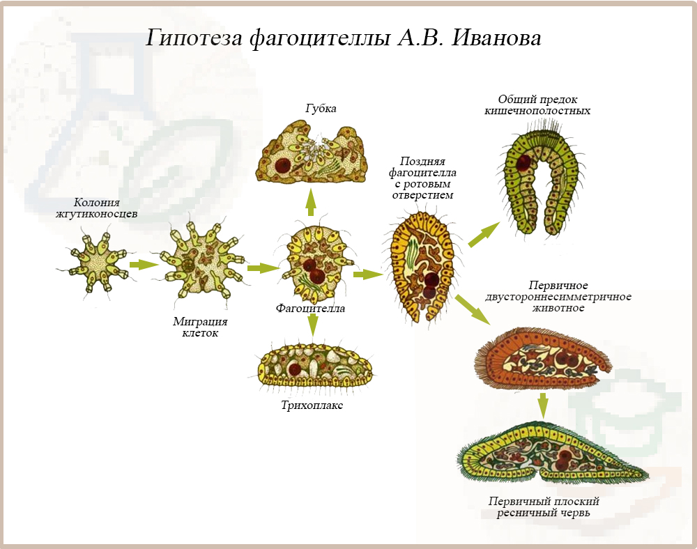 Схема питания Трихоплакса Схема питания Трихоплакса