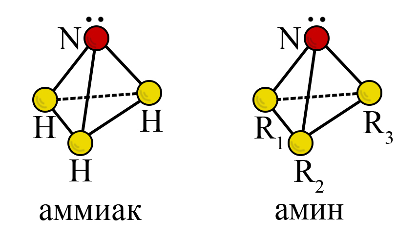 Тетраэдрическое строение аммиака и аминов. R1, R2, R3 – алкильные радикалы или водород (в зависимости от группы аминов) Тетраэдрическое строение аммиака и аминов. R1, R2, R3 – алкильные радикалы или водород (в зависимости от группы аминов)