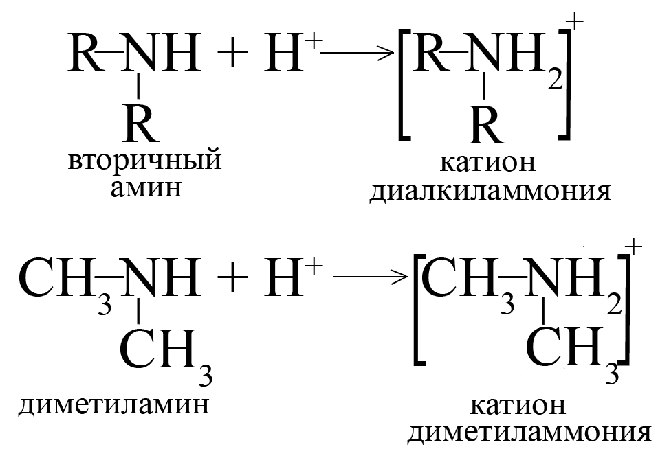 Образование катионов при реакции вторичных аминов с кислотами Образование катионов при реакции вторичных аминов с кислотами